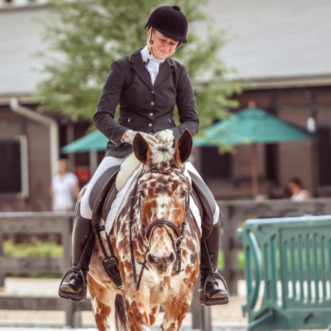 Buckeye The Leopard Appaloosa Dressage Mule